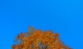 Blue autumn