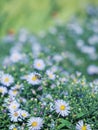 Blue autumn flowers. Chrysanthemums Close-up. Partial focus. Space for writing text