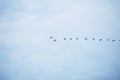 In the blue autumn sky flying birds flock in a row Royalty Free Stock Photo