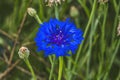 Blue Bachelor's Button Cornflower Blooming Macro