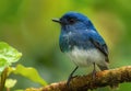 Blue-Backed Kingfisher Perched on a Branch in a Lush Forest