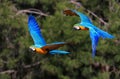 Blue-backed parrots during their flight