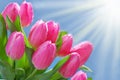 Blue background with bunch of pink tulips in the corner Royalty Free Stock Photo