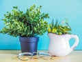 Blue background with cactus in pot and with copy space