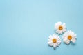 Blue background with camomiles and copy space. Royalty Free Stock Photo