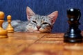 Blue background, chessboard near the pet. Young cat with big ears with a smart look. Cat is for a vintage chess Board Royalty Free Stock Photo