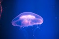 Colorful jellyfish. Blue background. Royalty Free Stock Photo