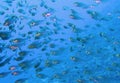 Blue background with large shoal of fish