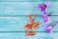 Blue background with purple flowers and stamens Royalty Free Stock Photo