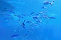 Blue background with shoal of fish