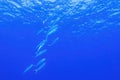 Blue background with shoal of milk fish