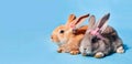 On a blue background sits one red and one gray cute fluffy bunny with bows on the ears. Minimalism, close-up, postcard, banner.