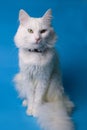 on a blue background sits a white fluffy pet cat with green eyes and a pink nose in a black collar