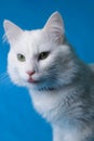 on a blue background sits a white fluffy pet cat with green eyes and a pink nose