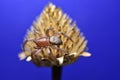 On a blue background, a spider sits on a dry flower.