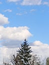 blue background, tree, beautiful sky, white clouds, for postcards Royalty Free Stock Photo