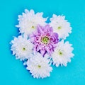 Blue background with white and a violet dahlia flowers