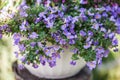 Blue bacopa