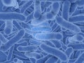 Blue bacteria on blue background