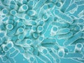 Blue bacteria on blue background