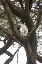 Blue ball monkey in tree, Lake Manyara, Tanzania