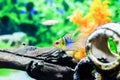 Blue Ballon Ram fish and other fishes swimming in the aquarium Royalty Free Stock Photo