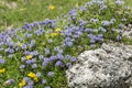 Blue balls or Globular (Globularia cordifolia) flowers Royalty Free Stock Photo