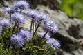 Blue balls or Globular (Globularia cordifolia) flowers Royalty Free Stock Photo