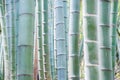 Blue bamboo trunks in the forest