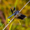 Blue Band Winged Dragonlet