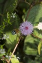 Blue-banded bee