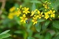 Blue-banded bee approaching yellow flowers Royalty Free Stock Photo
