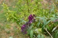 Blue Banded Bee flying to flower Royalty Free Stock Photo