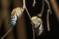 Blue Banded Bees in Repose