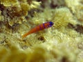 Blue banded catalina goby,catalina island,cali