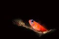 Blue banded goby on sandy reef Royalty Free Stock Photo