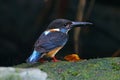 Blue-banded Kingfisher Alcedo euryzona Male Cute Birds of Thailand