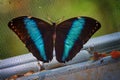 Blue banded morpho butterfly at Antipa Museum in Bucharest Royalty Free Stock Photo