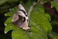 A Blue Banded Purple Wing Butterfly Royalty Free Stock Photo