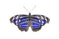 Blue-banded Purplewing Butterfly