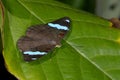 Blue-banded shoemaker, nessaea aglaura