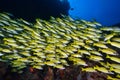 Blue banded snapper Royalty Free Stock Photo