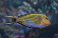 Blue banded surgeonfish Acanthurus lineatus