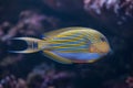 Blue banded surgeonfish (Acanthurus lineatus).