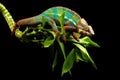 Blue bar panther chameleon Royalty Free Stock Photo