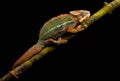 Blue bar panther chameleon Royalty Free Stock Photo
