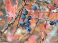 Blue barberry branch