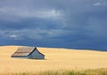 A Blue Barn in a Golden Field with a Blue Sky Royalty Free Stock Photo