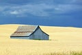 A Blue Barn in a Golden Field with a Blue Sky Royalty Free Stock Photo