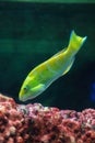 Blue-barred parrotfish Royalty Free Stock Photo